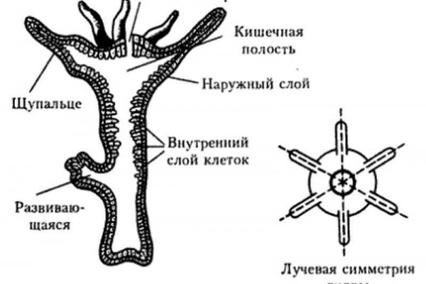 Кракен вход ссылка kraken torion net